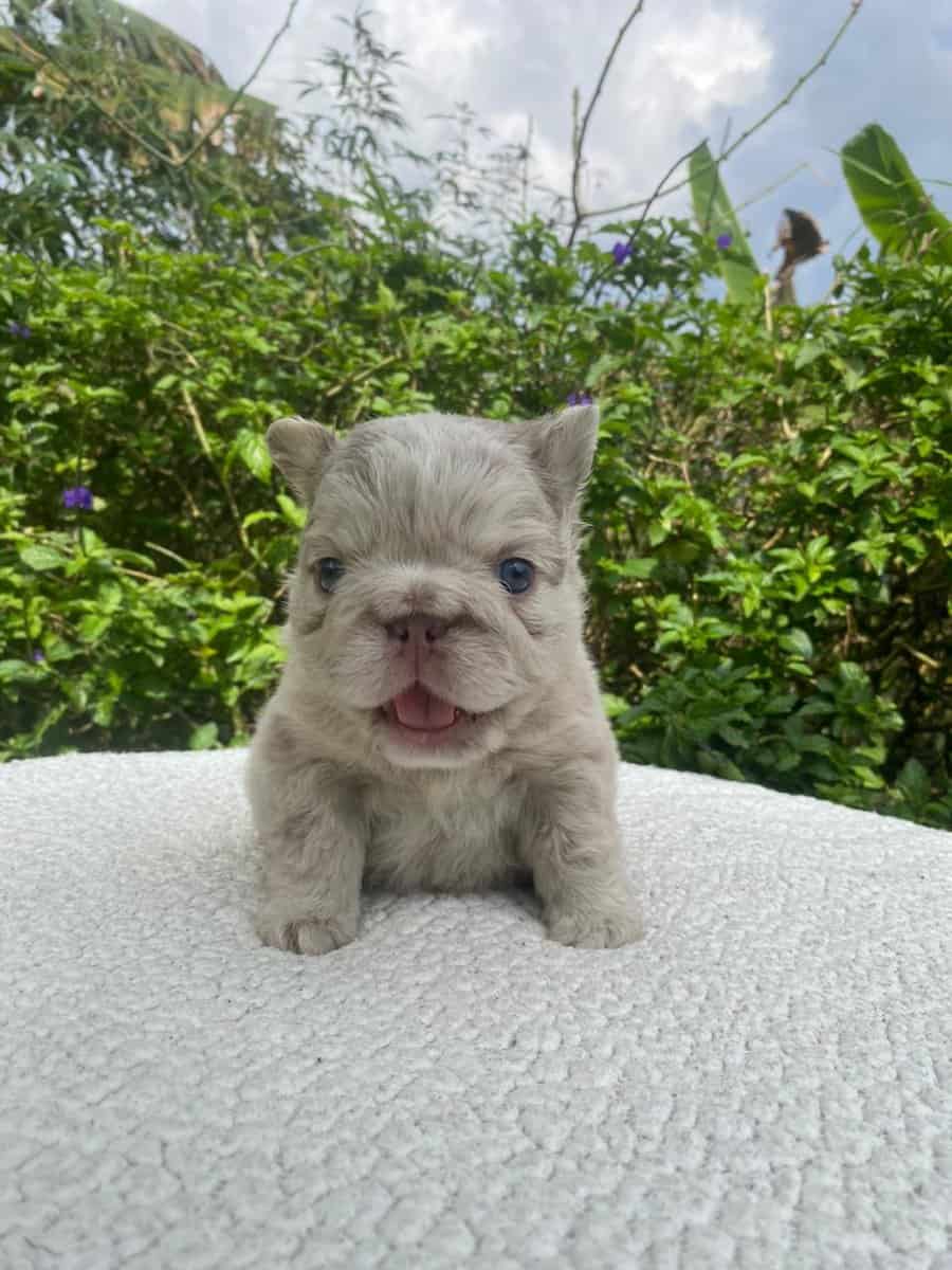 French Bulldog Fluffies image 4