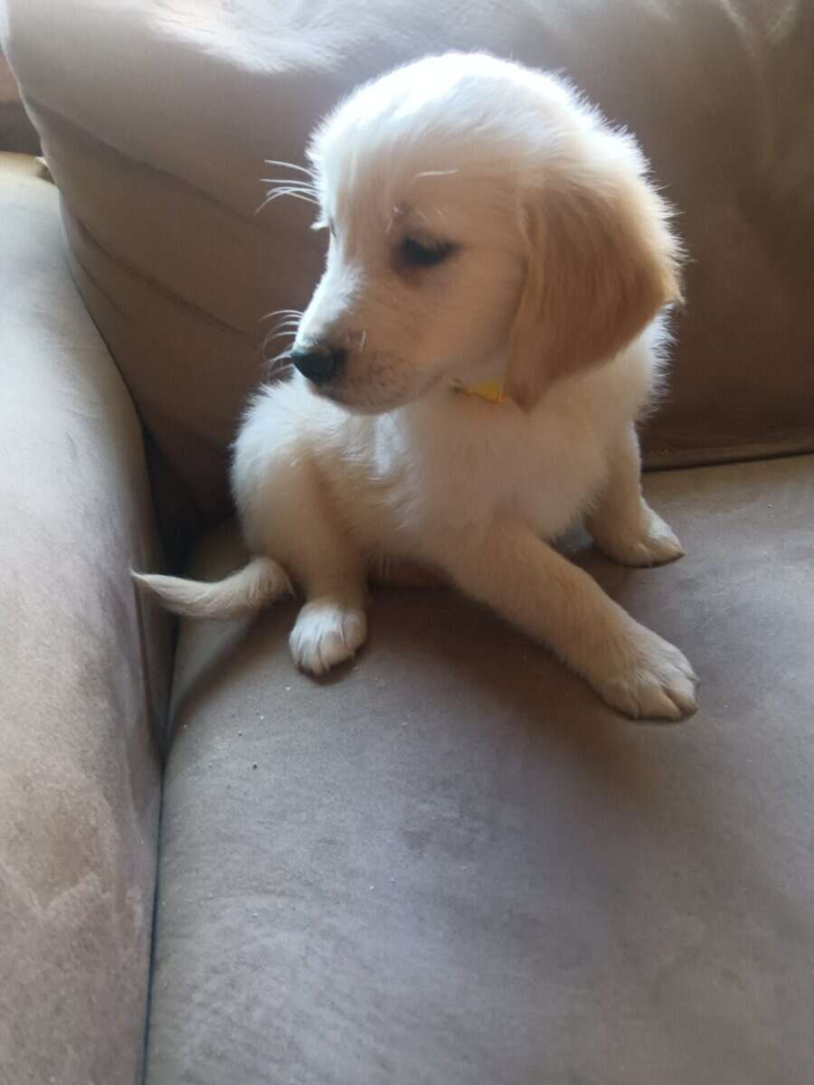 Golden retriever puppies image 6