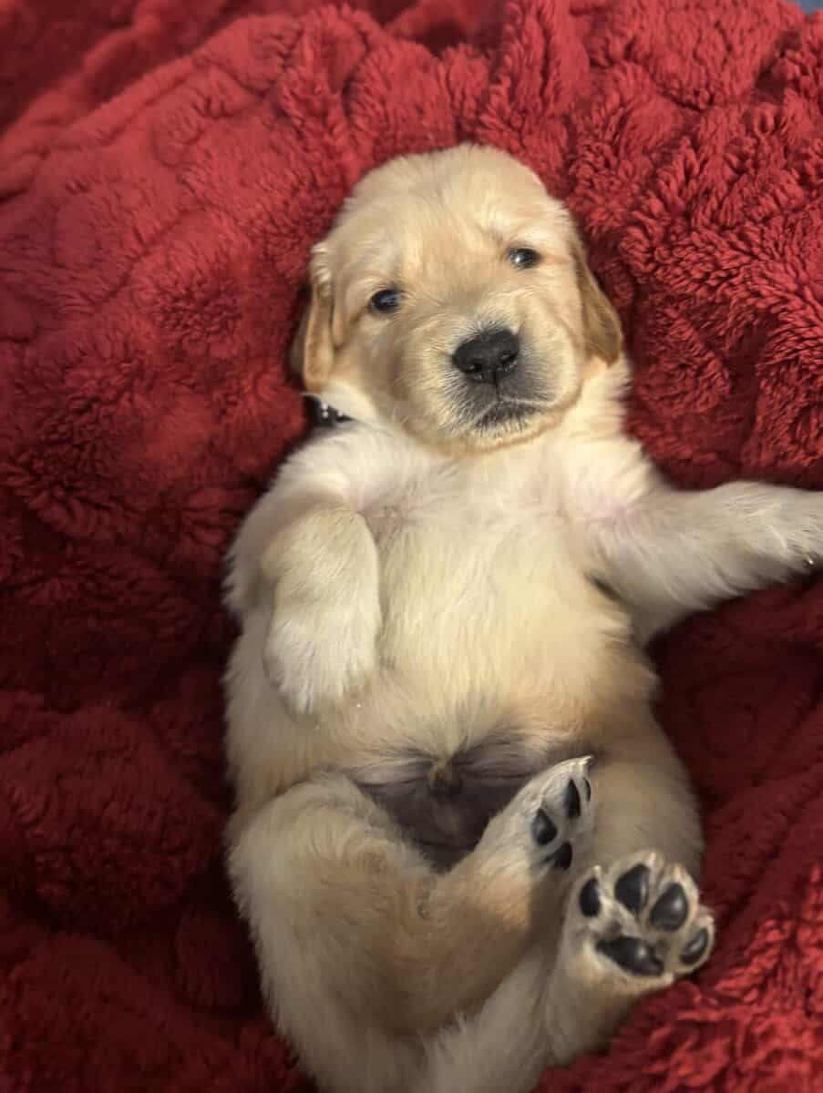 Golden Puppies Need Homes!! image 4
