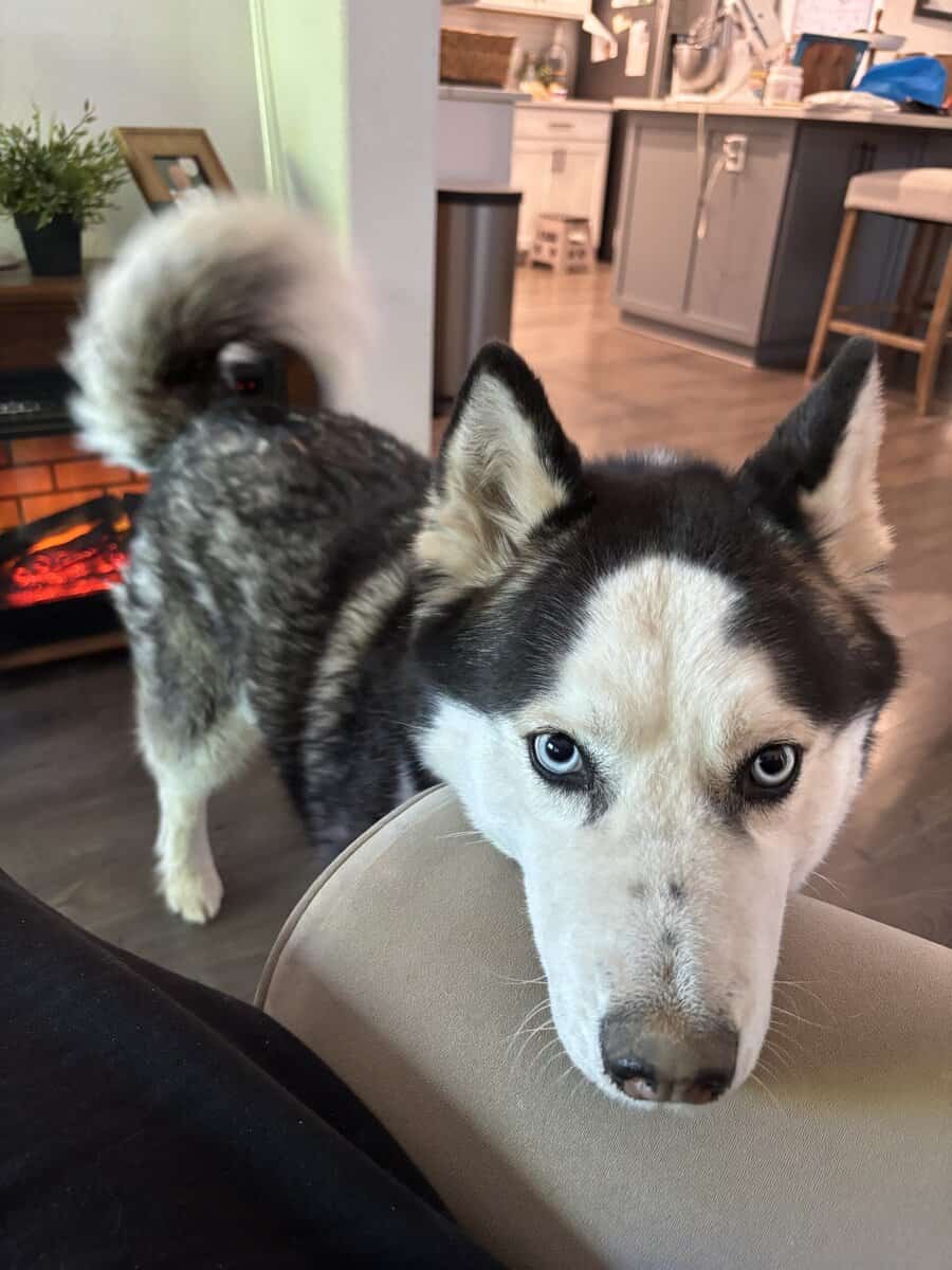 Siberian Husky mix image 2