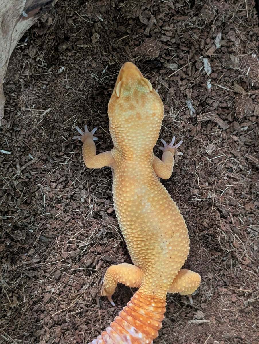 Crested and Leopard Geckos image 6