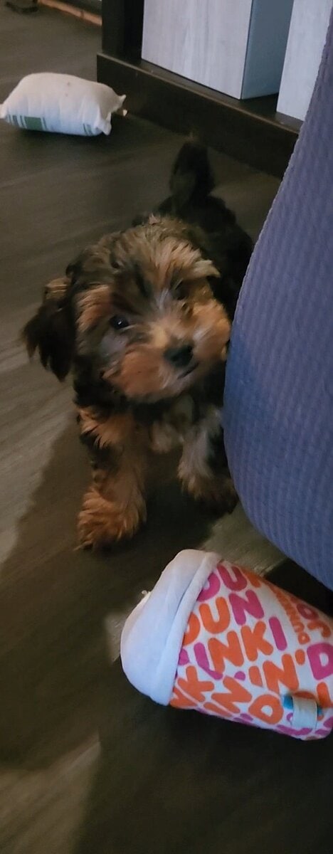 Yorkie puppies for sale image 12