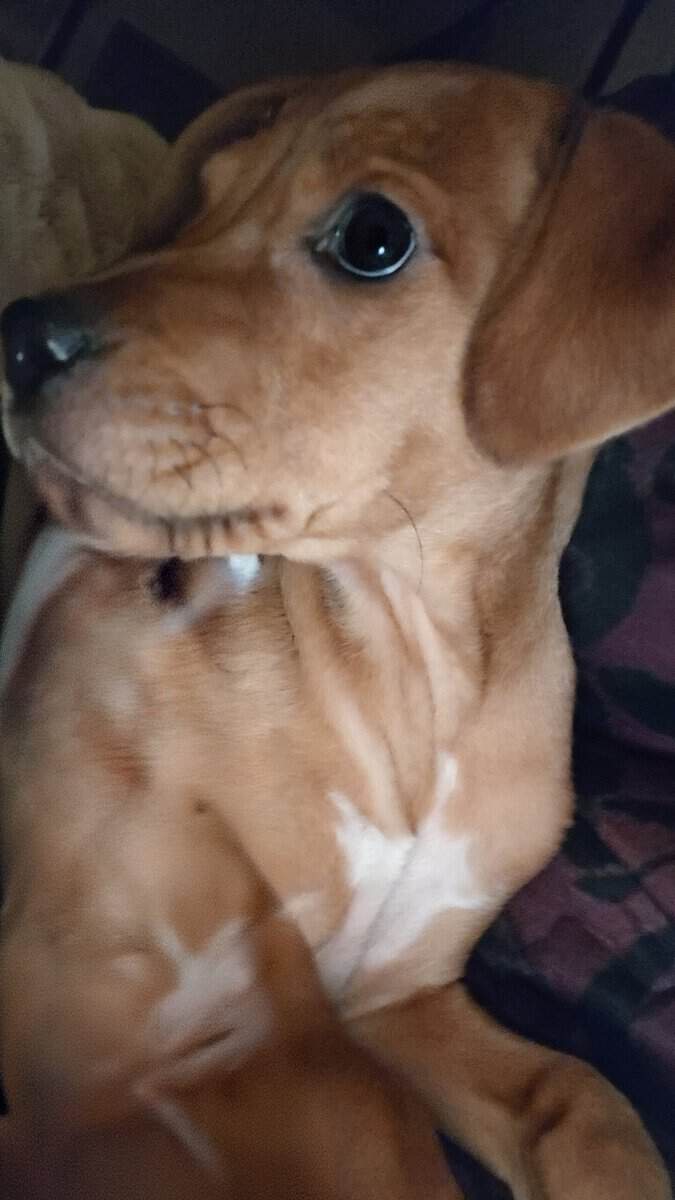 Redbone Coonhound female pup needs safe and loving image 4