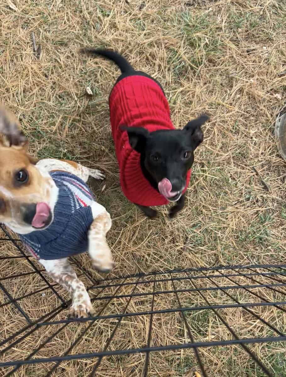Chaweenie dogs image 1