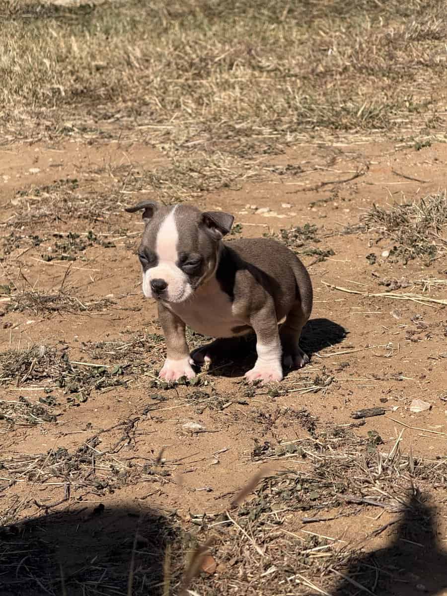 American Bullys image 12