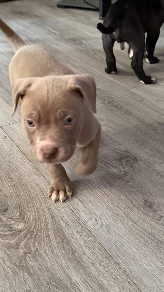 Pit bull puppies for sale!!! image 4