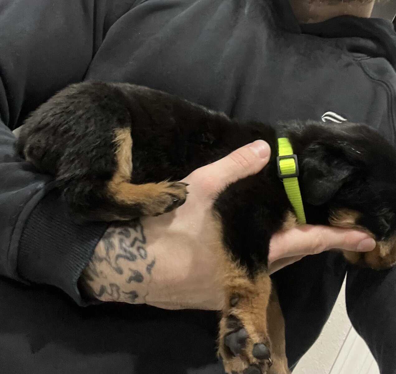 Lime Green Collar Rottweiler image 3
