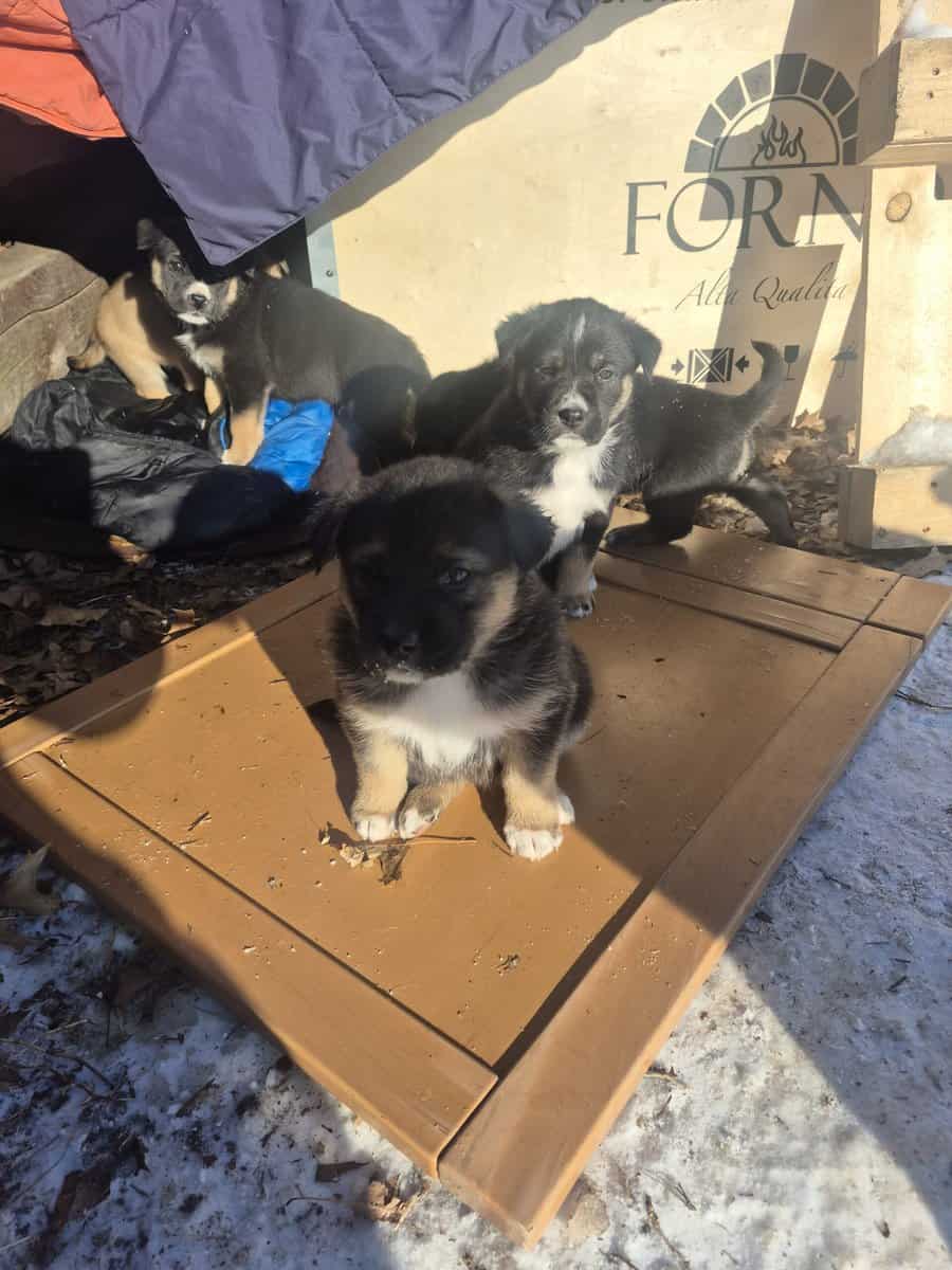 Blue Heeler Mom and German Shepherd Dad puppies image 14