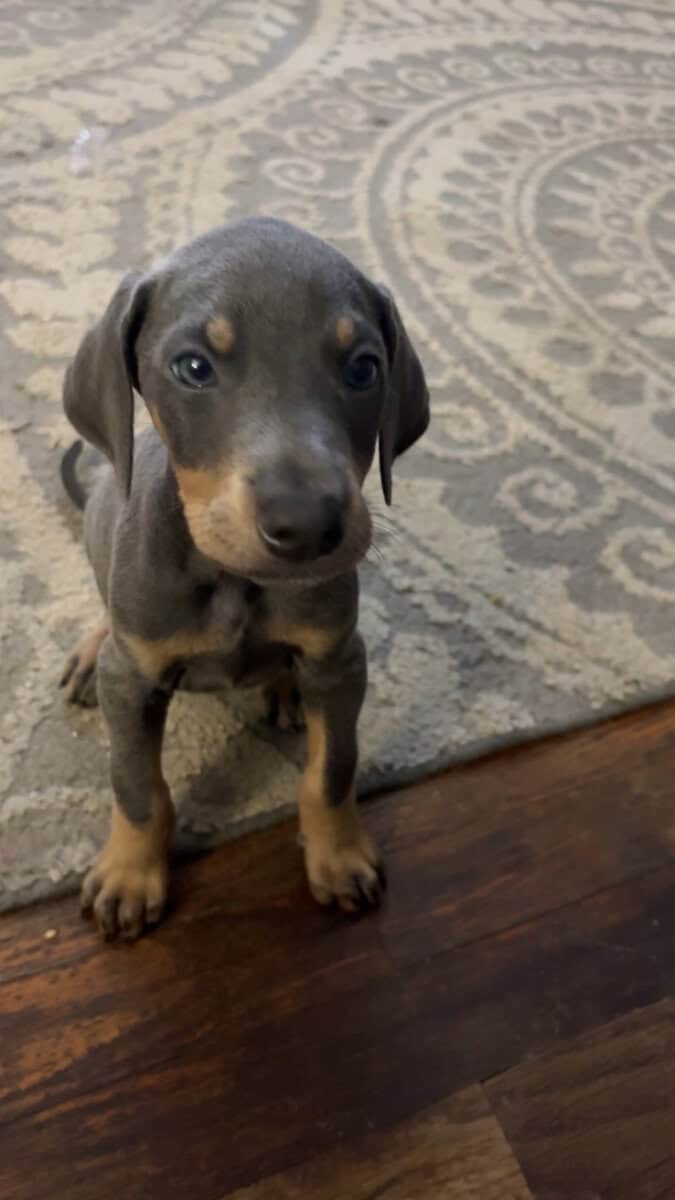 Doberman puppy male image 7