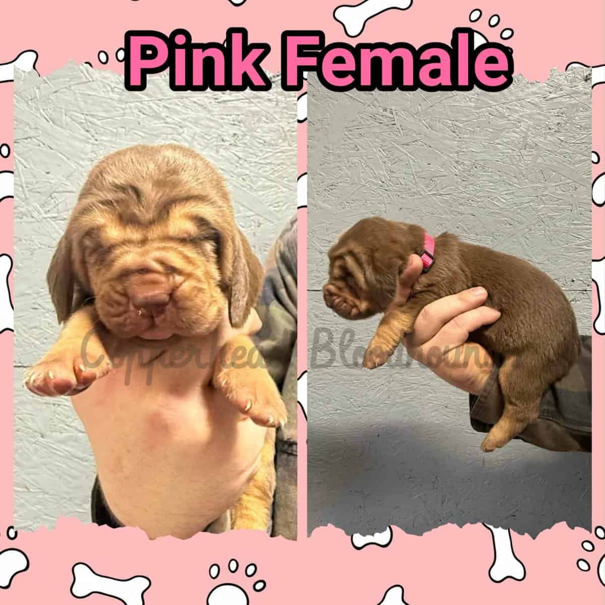 Copperhead Bloodhound Puppies image 3
