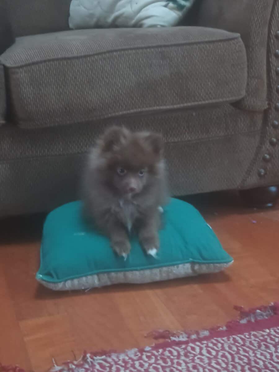 Brownie Pomeranian Puppy image 3