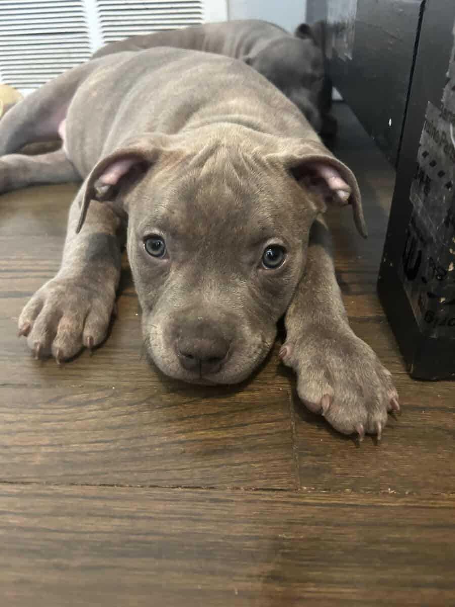 Rehoming 7 pit bull puppies image 5