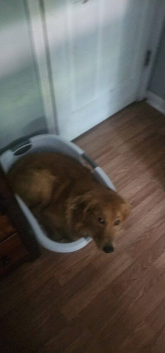 Adult male dog image 3