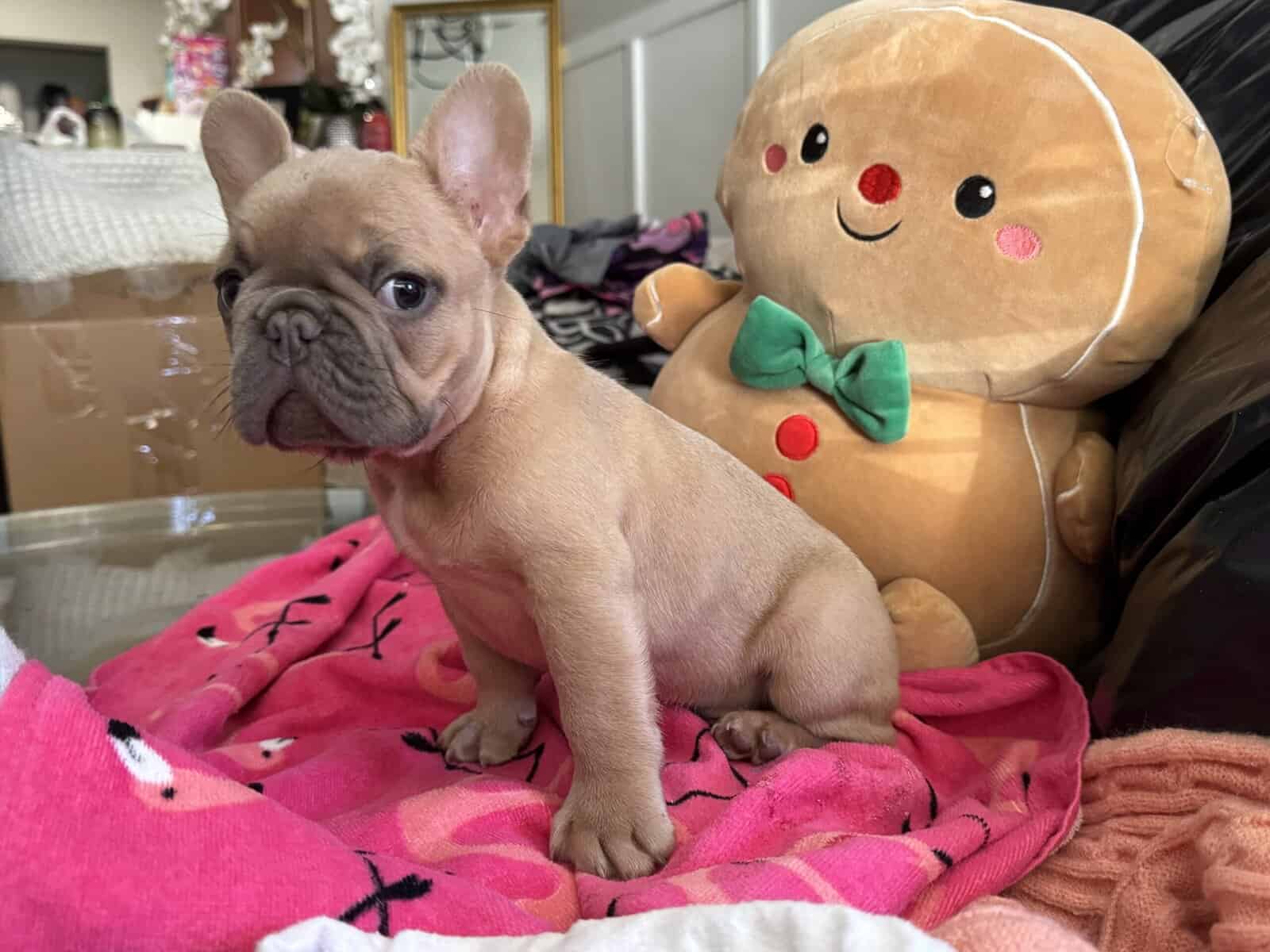 14 week old French Bulldog image 1