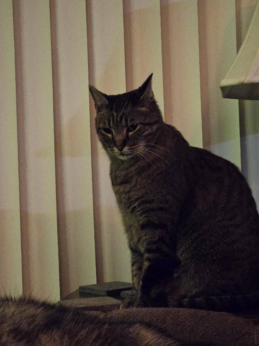 Missing Tabby Cat image 3