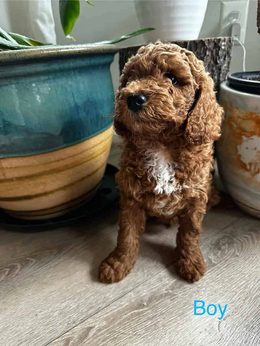 Mini goldendoodle puppies image 3