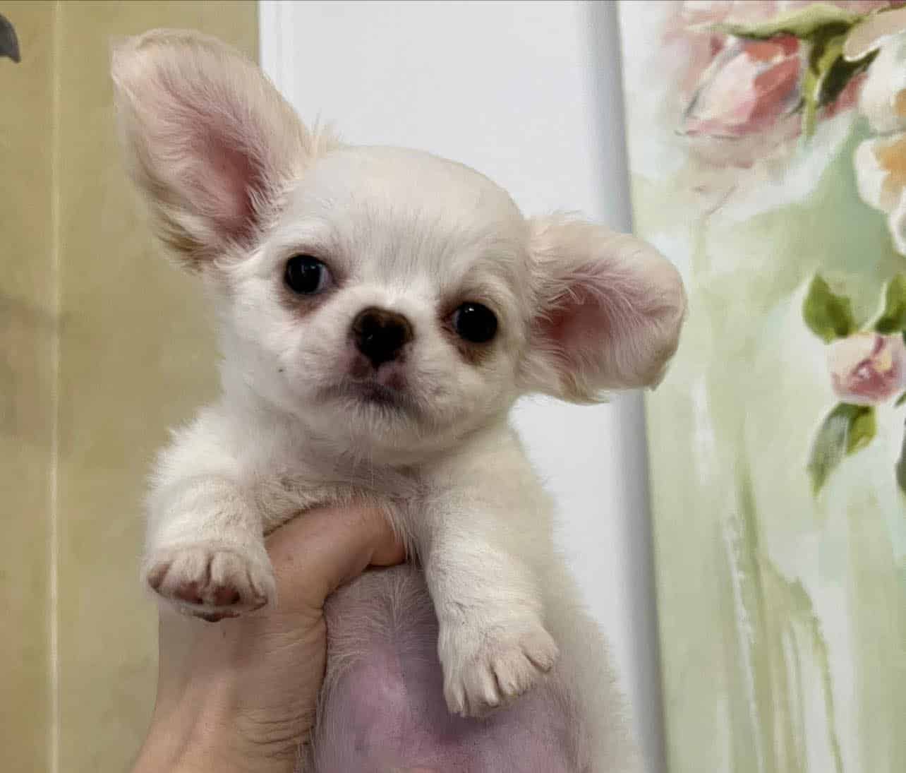 Chihuahua image 2