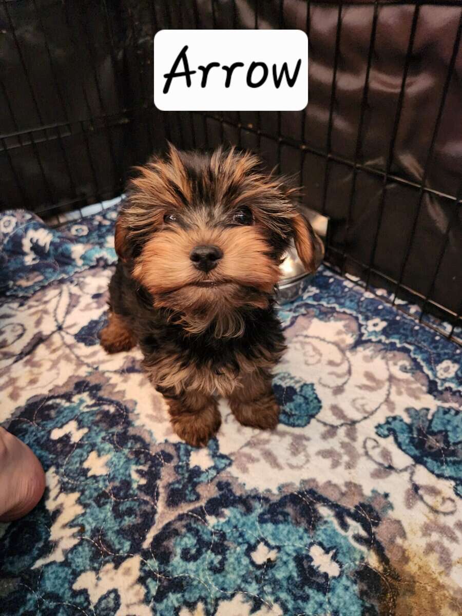 Yorkie puppies for sale image 17
