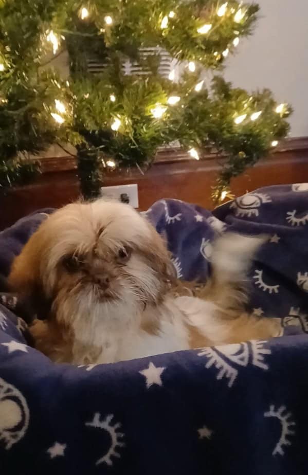 Shihtzu Puppy! image 2