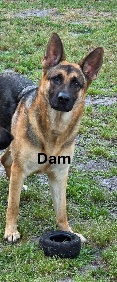 AKC German Shepherd Puppies image 9