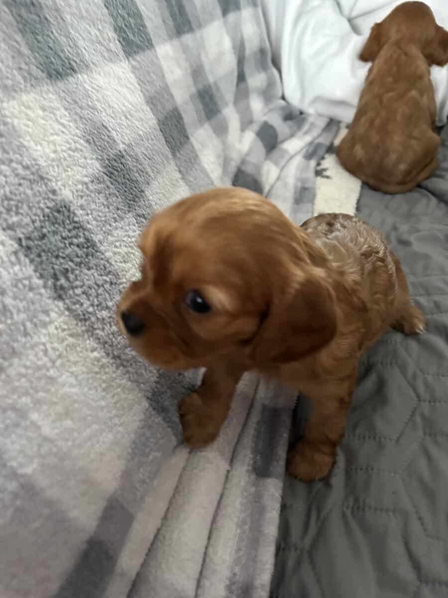 2 males 2 females puppies image 1