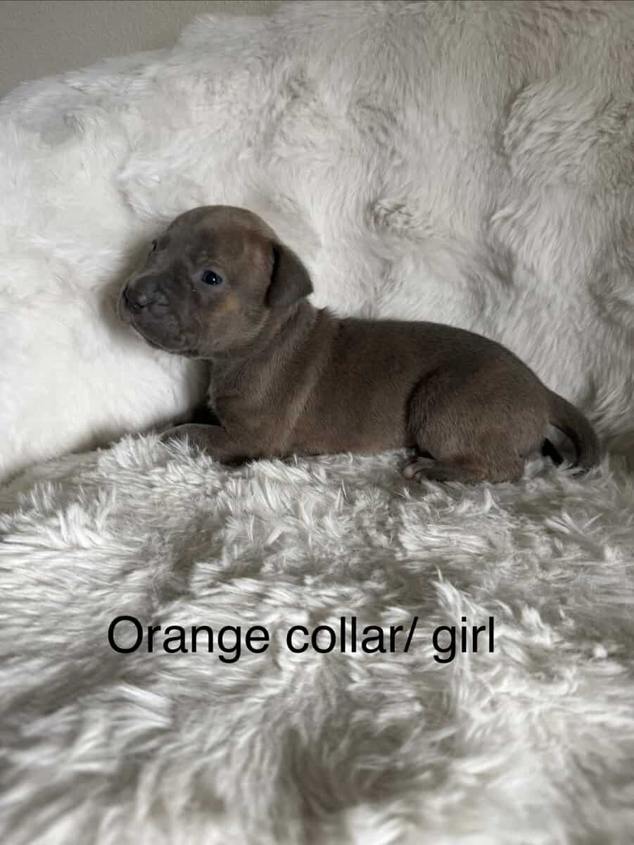Bandog Puppies image 6