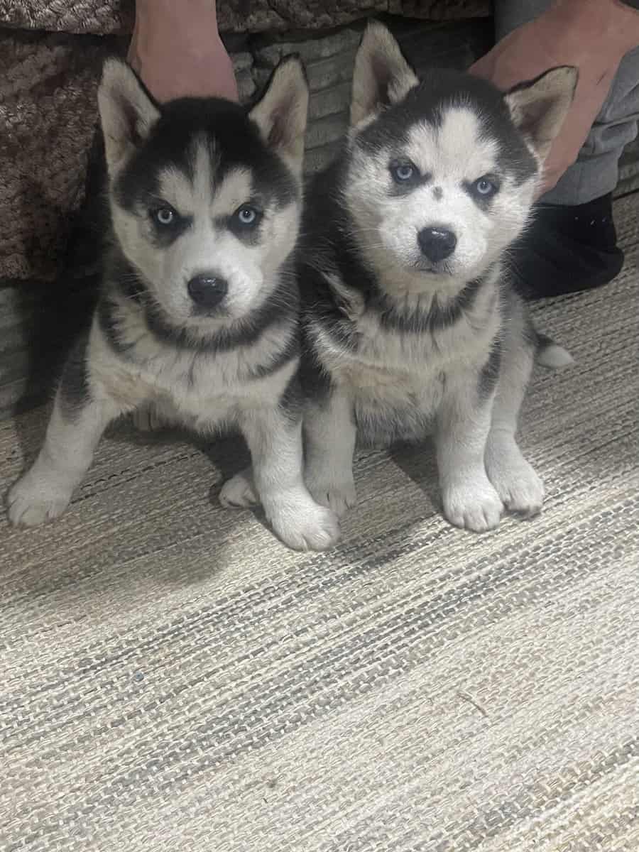 Sebirian puppys for sale image 1