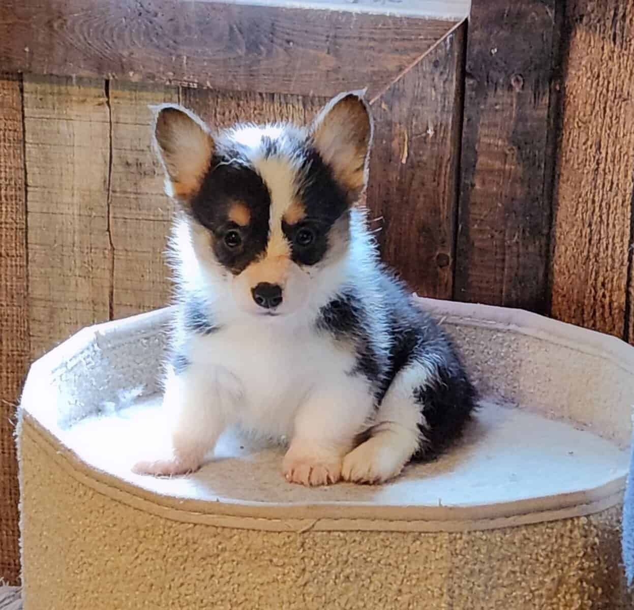 puppies image 10