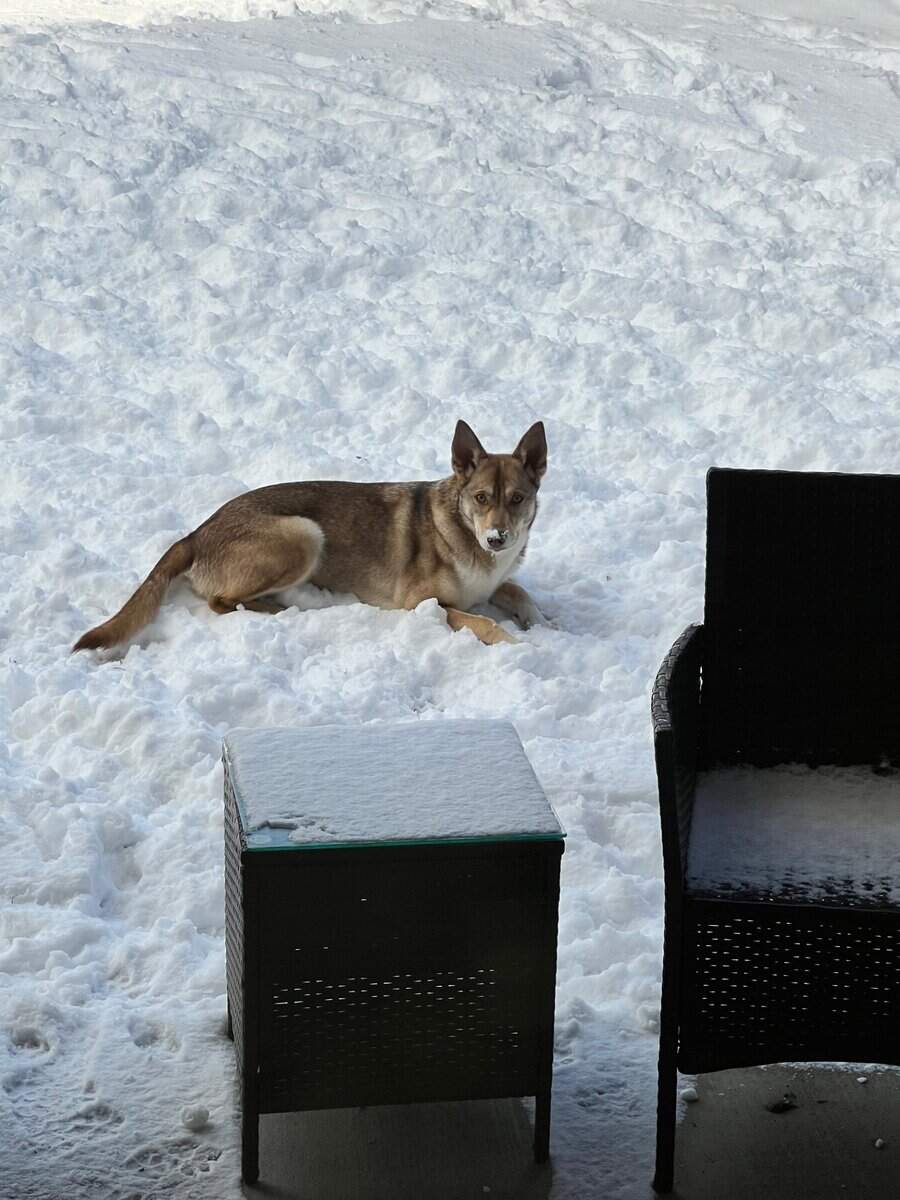 Sweet doggie for adoption image 3