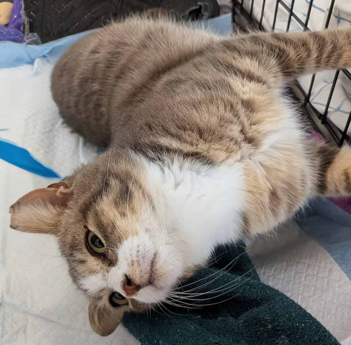 🐾 Rescued Kitties Seeking Forever Homes! image 6