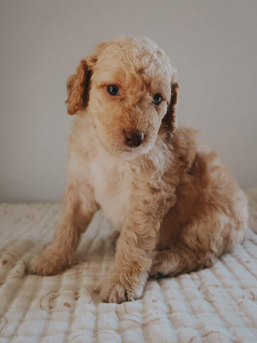 Multi-Gen Doodle Puppies for sale! image 5