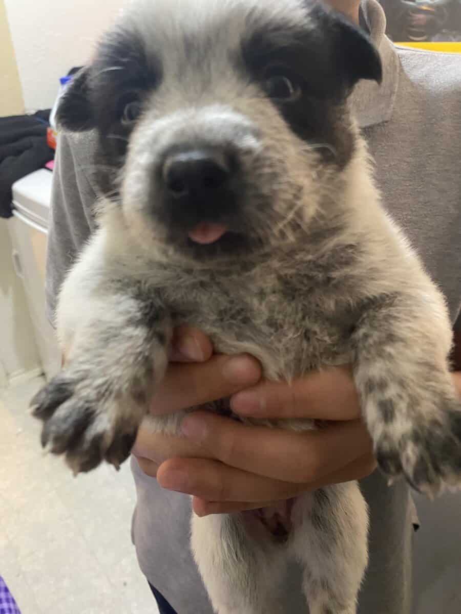 Australian Caddle pups for sale image 4