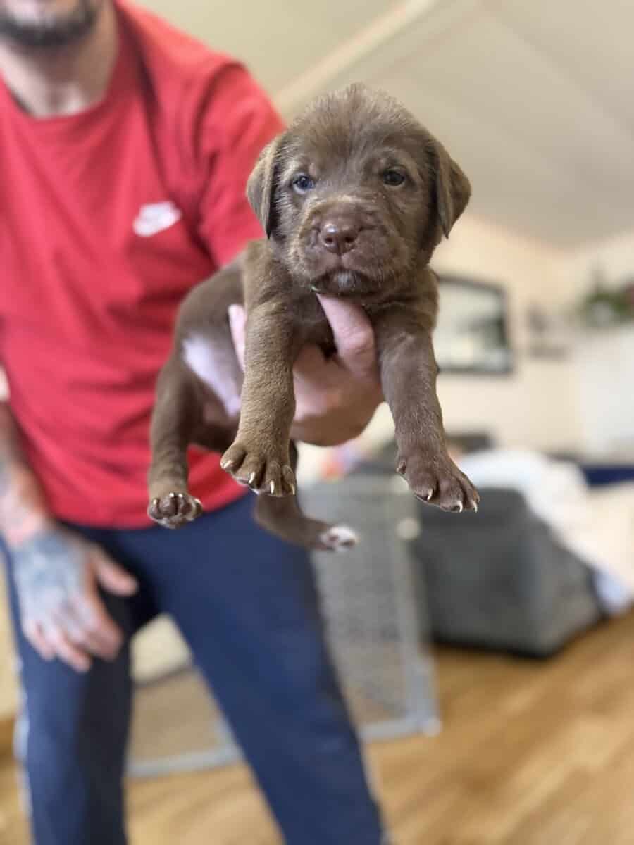 Looking for their furever homes! image 8