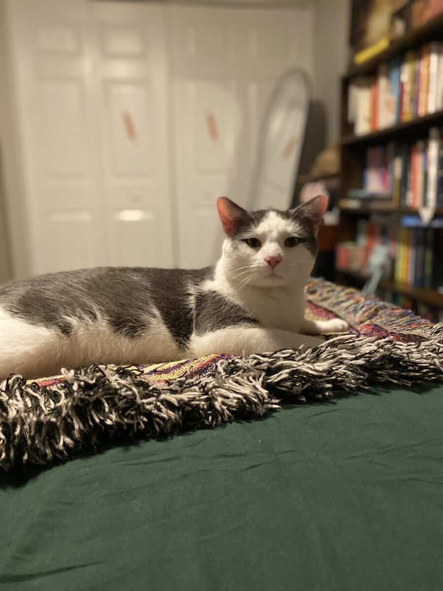 Sweet & Affectionate Cat Seeking an Only-Pet Home image 5
