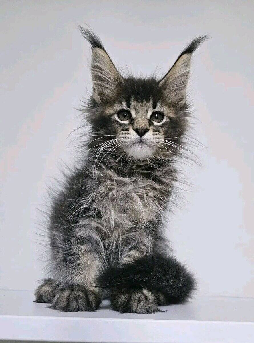 Male and female Maine Coon kitten's for adoption image 2