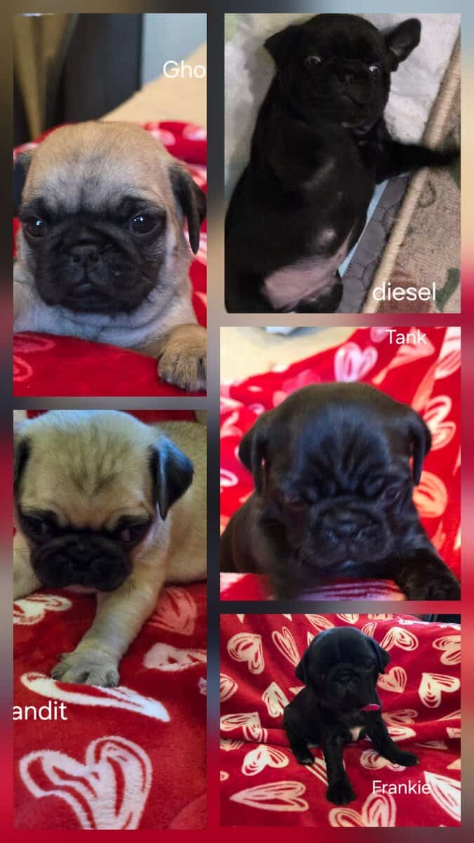 Pug puppies image 7