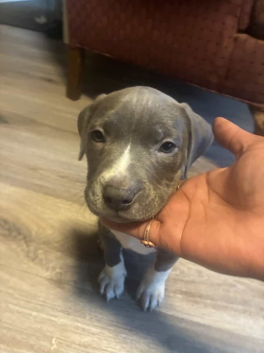 Beautiful American Staffordshire Terrier Puppies. image 4
