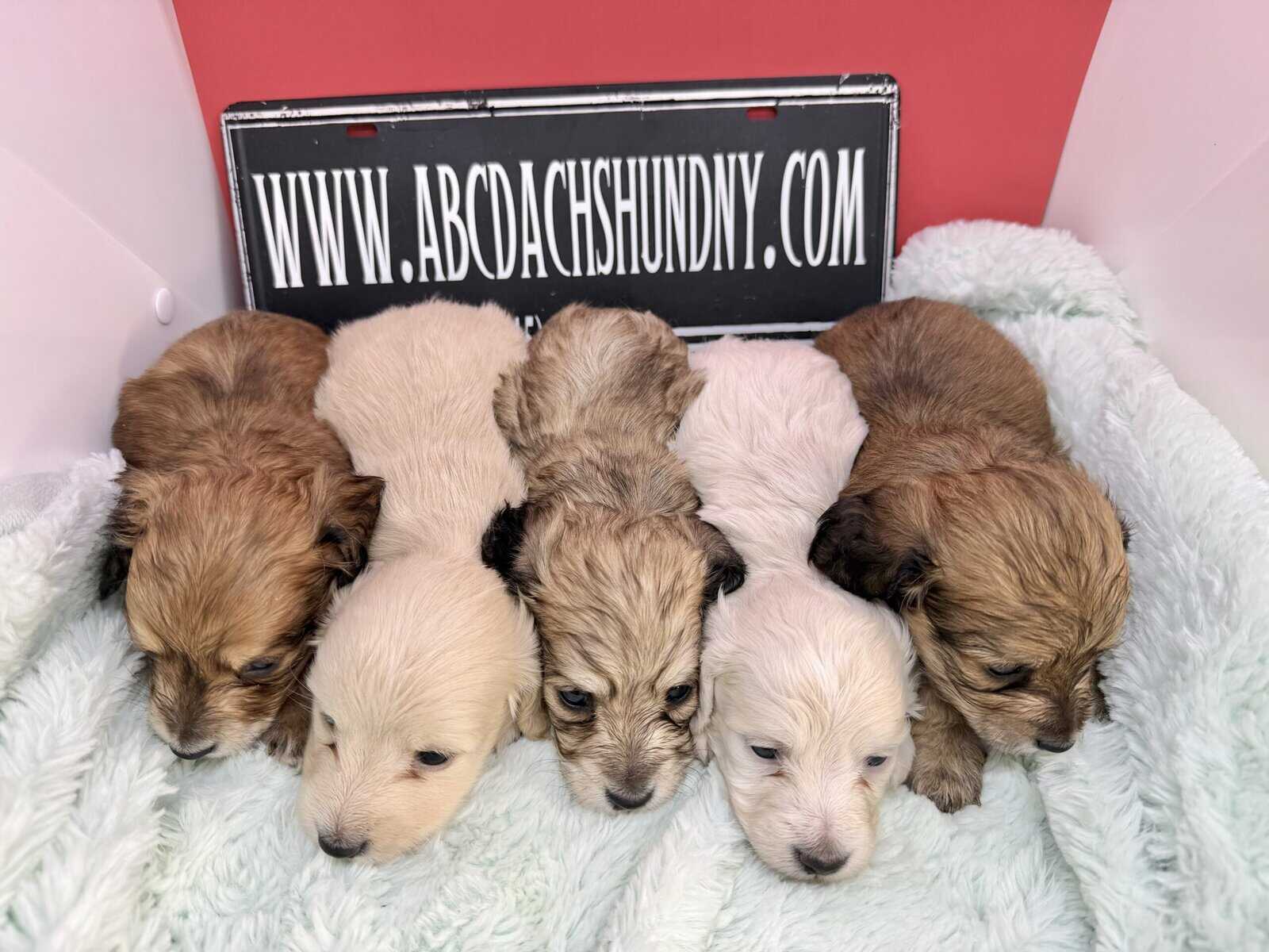 Champion bred dachshund puppies-Import line AKC image 5