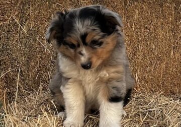 Toy Australian Shepards