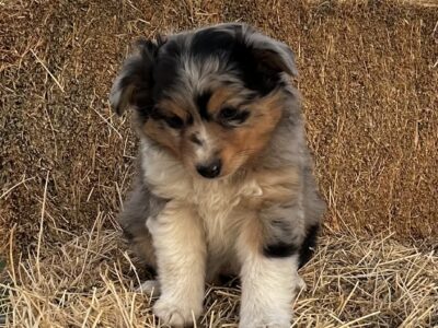 Toy Australian Shepards