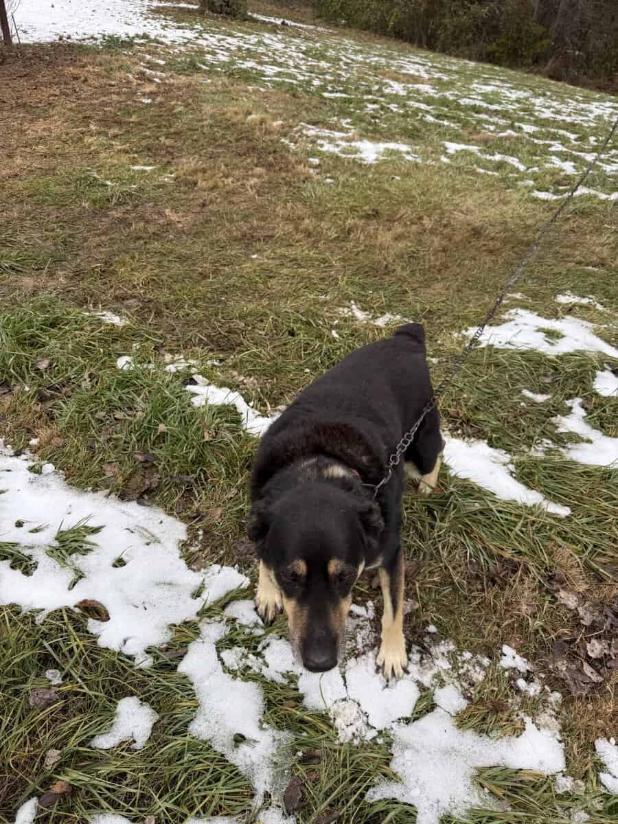 Missy image 1