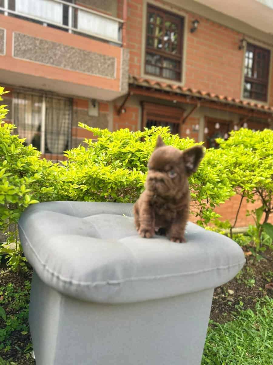 French Bulldog Fluffies image 8