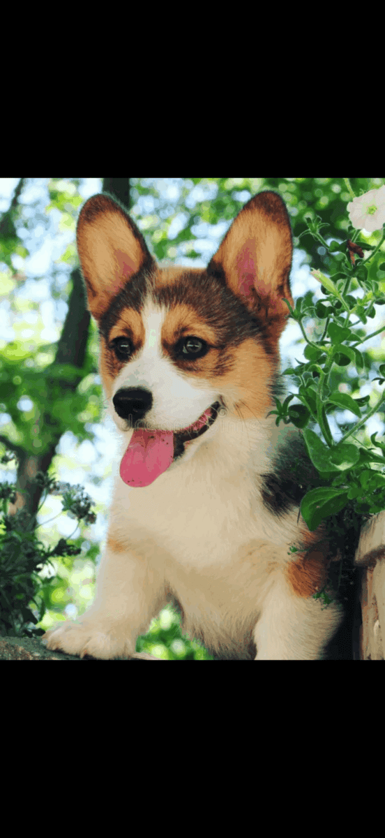 Corgi puppy image 5