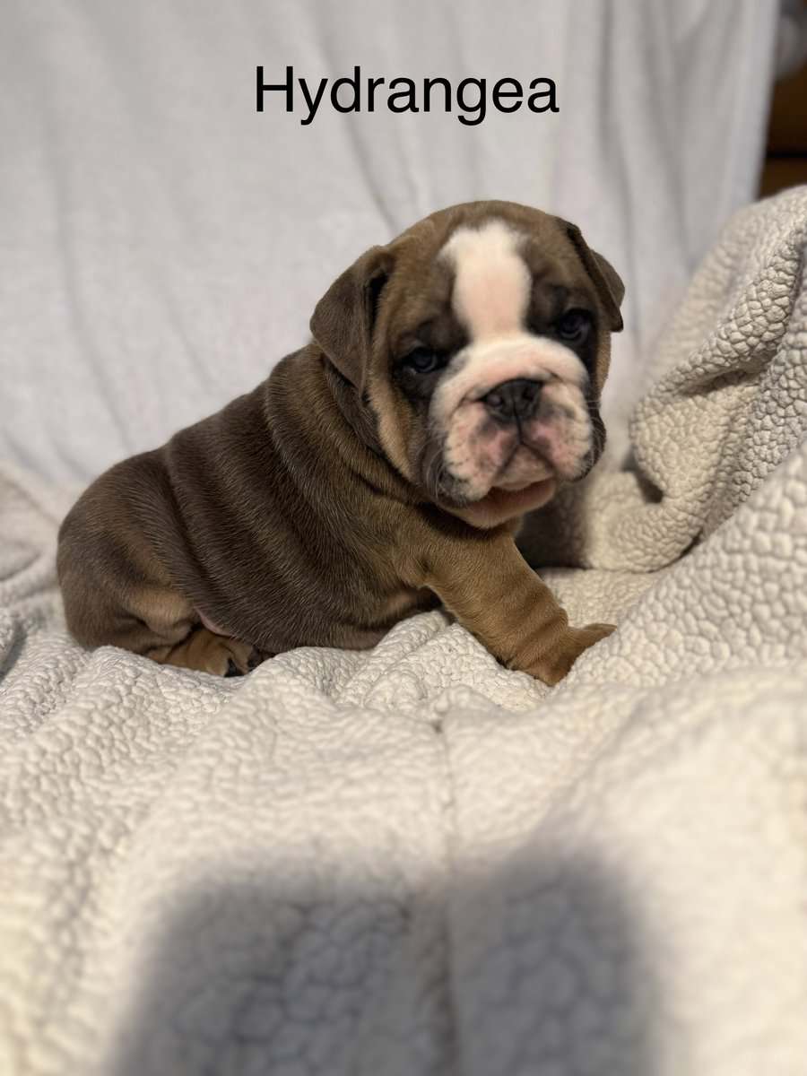 🐾 **Adorable English Bulldog Puppies ** 🐾 image 3