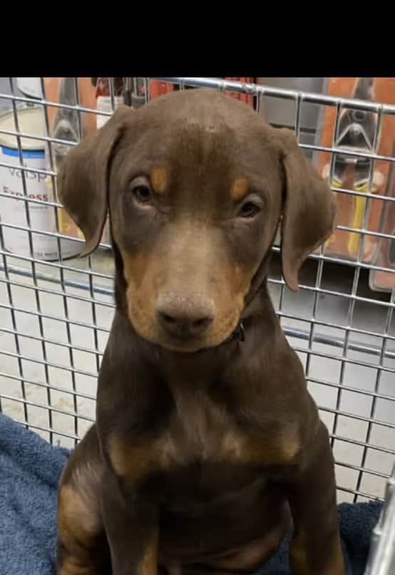 Rehoming Red Doberman Puppies image 1