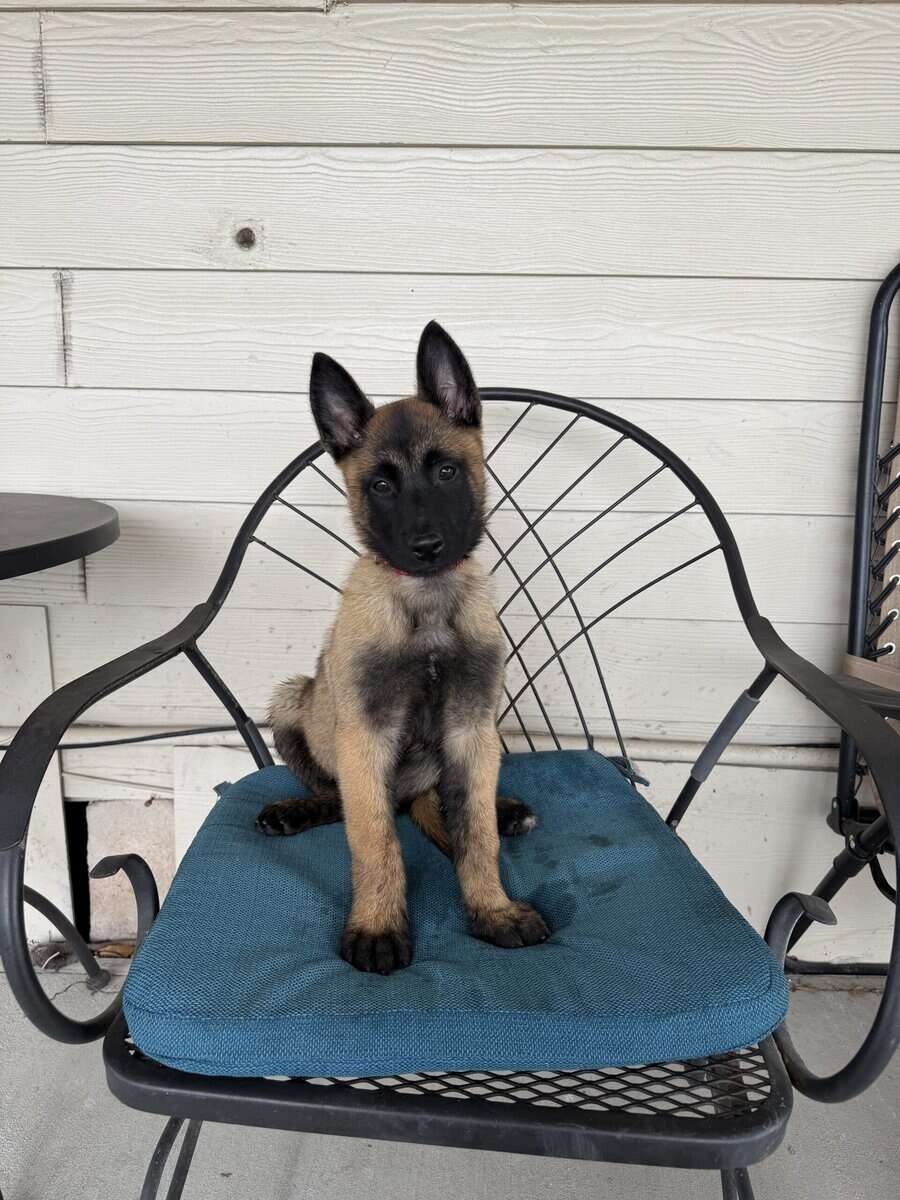 2 Belgian Malinois image 6