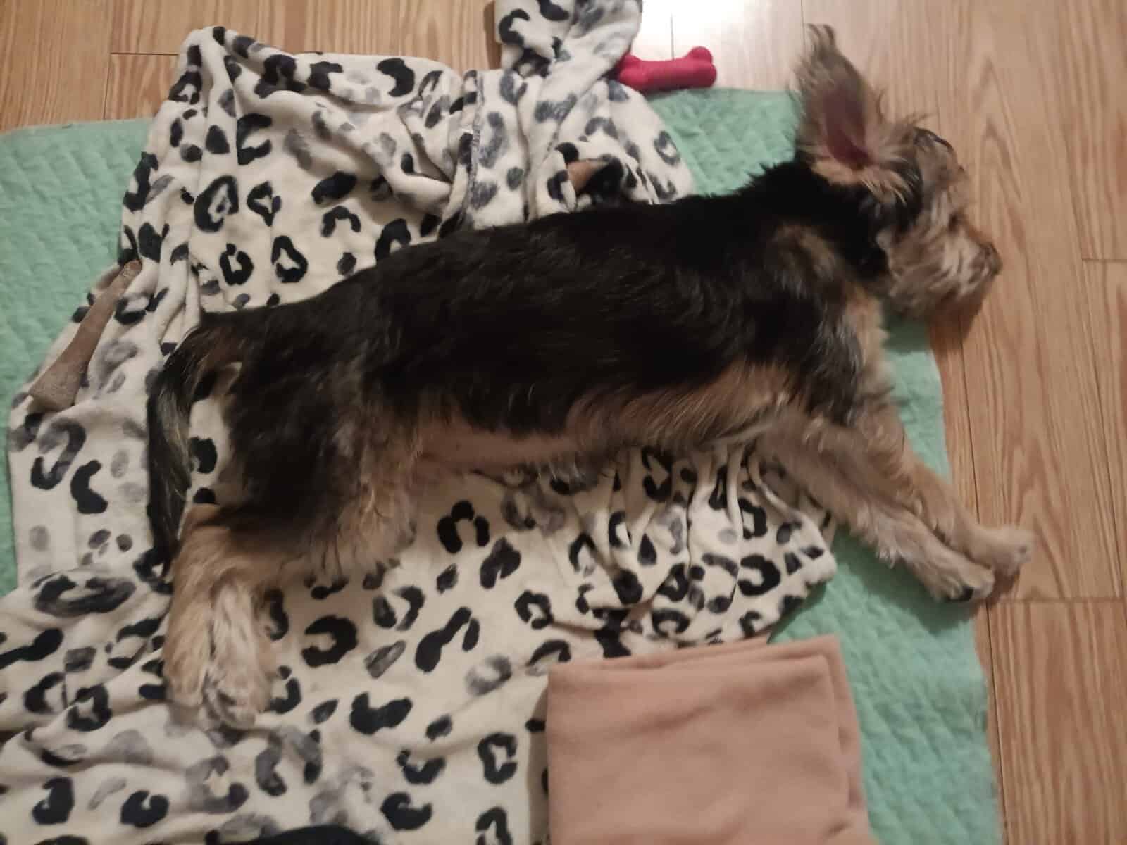 Sell Yorkie Poo image 1