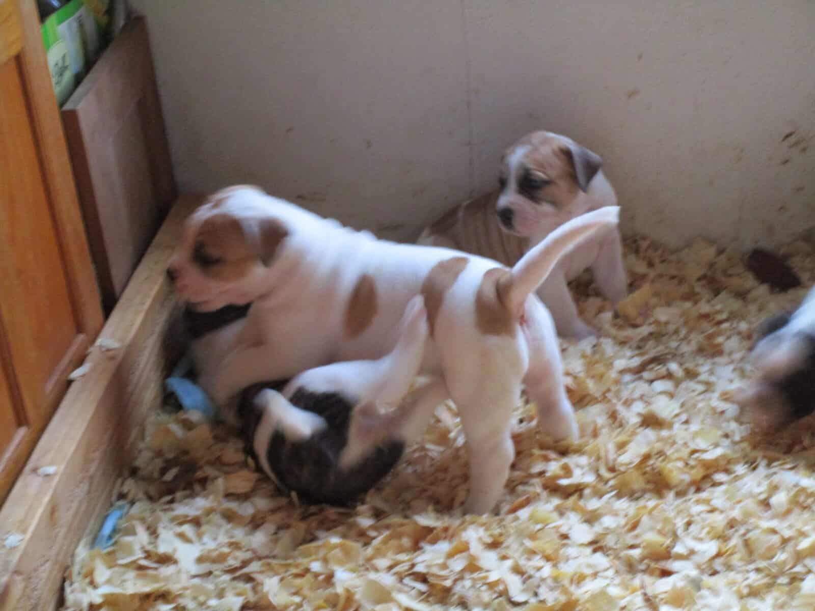 NKC American Bulldog pups image 1