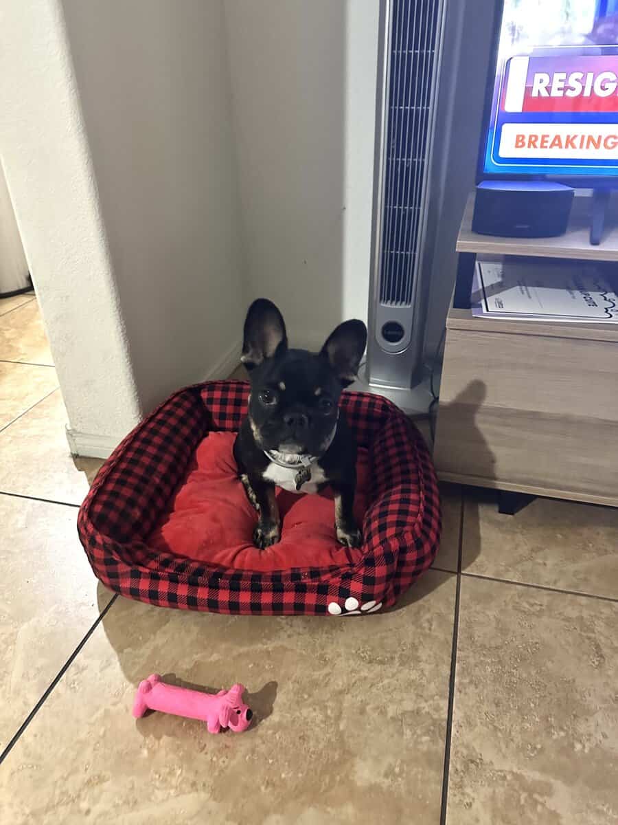 Female Frenchie image 2