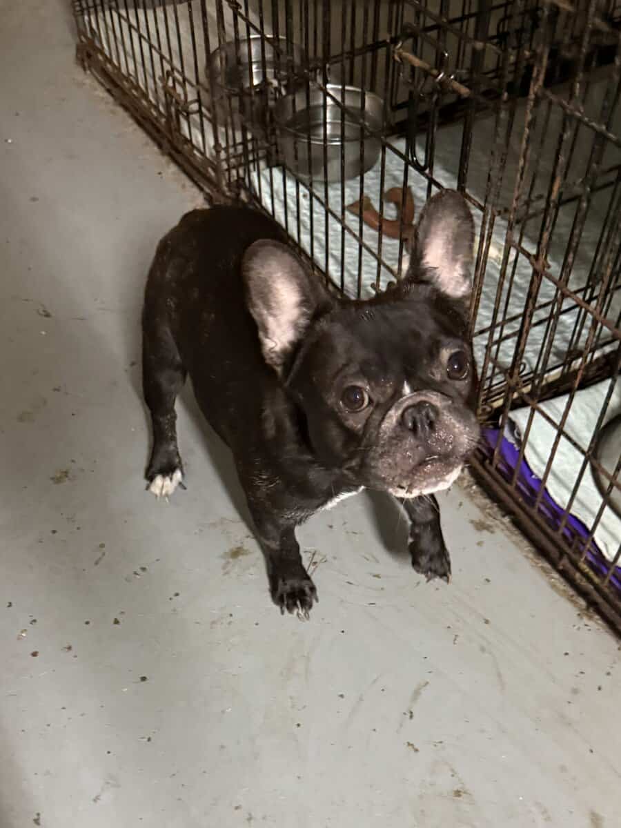 young male Black small French bull Dog image 2